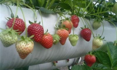 无土栽培草莓架