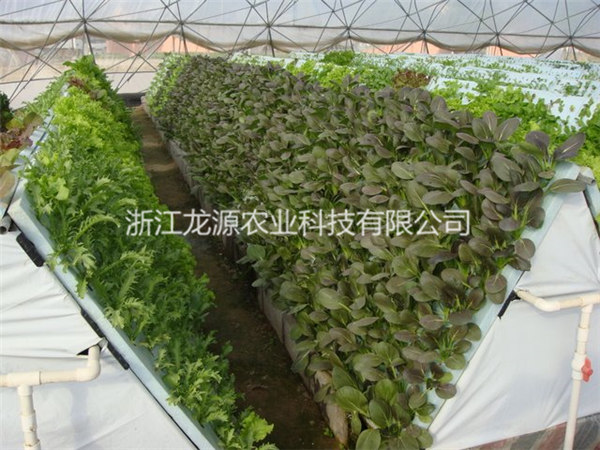 雾培蔬菜