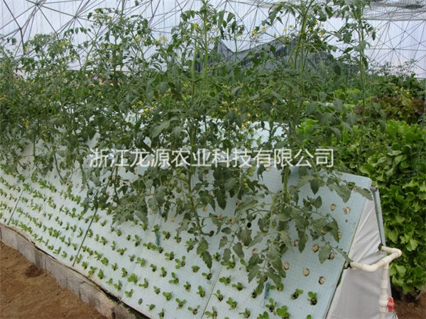 雾培蔬菜
