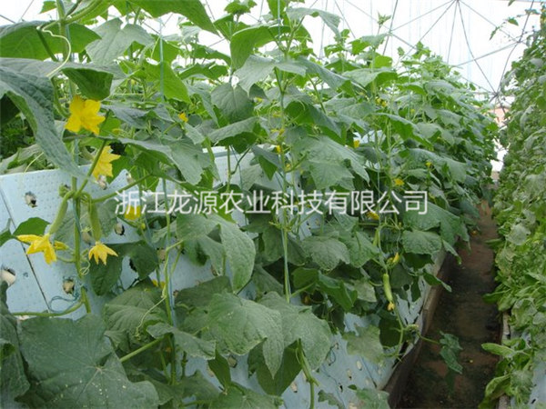 雾培蔬菜