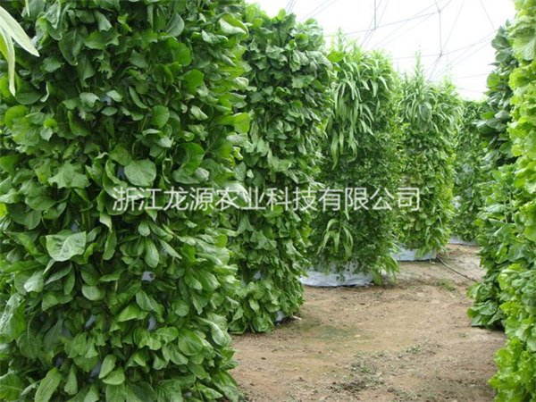 雾培蔬菜