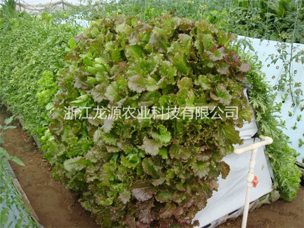雾培蔬菜