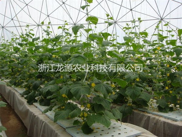 雾培蔬菜