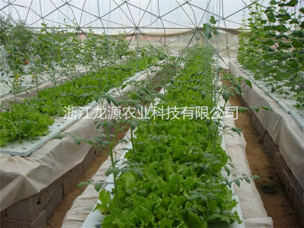 雾培蔬菜