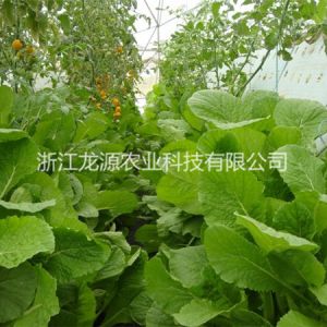 雾培蔬菜