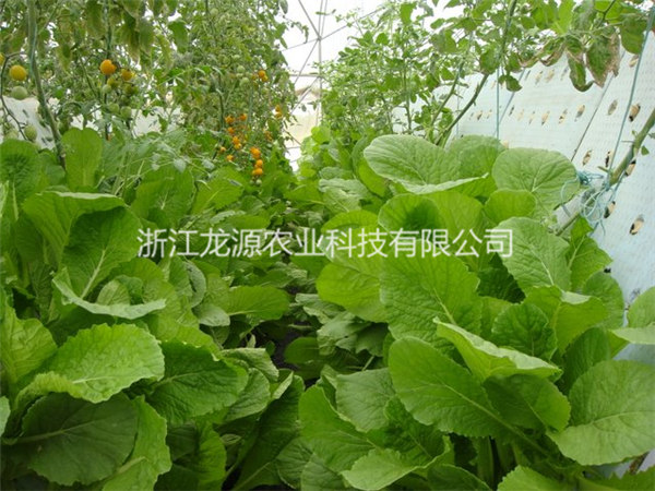 雾培蔬菜