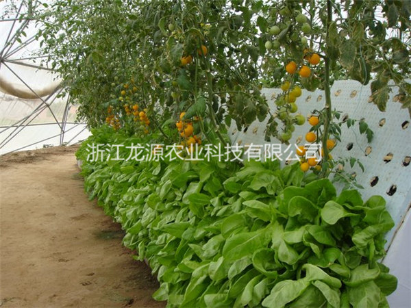 雾培蔬菜