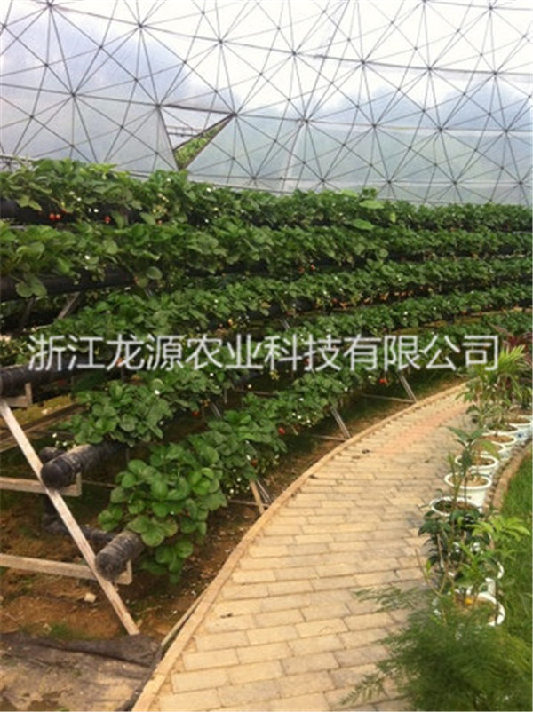 无土栽培