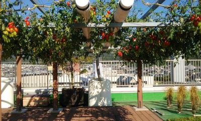 采用管道化水气培构建庭院空中番茄西瓜廊架