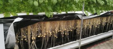 如何教大家用无土栽培（雾培）种植蔬菜，有效避免重茬、病虫危害